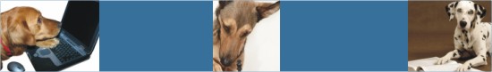 dog training naples florida